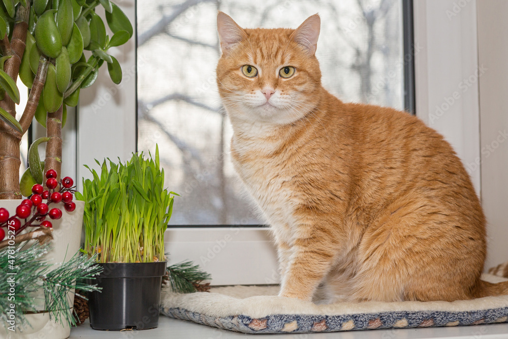 Red cat sits on the windowsill  and eats  grass