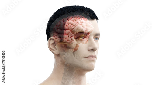 Fototapeta Naklejka Na Ścianę i Meble -  3d rendered illustration of the human brain