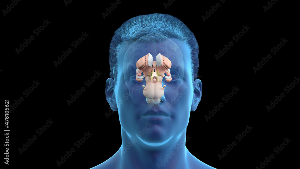 Obraz premium 3d rendered illustration of the human brain anatomy