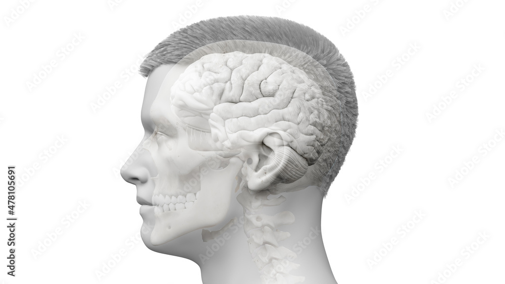 3d rendered illustration of the human brain 3d rendered illustration of the human brain