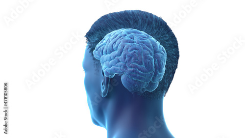 3d rendered illustration of the human brain