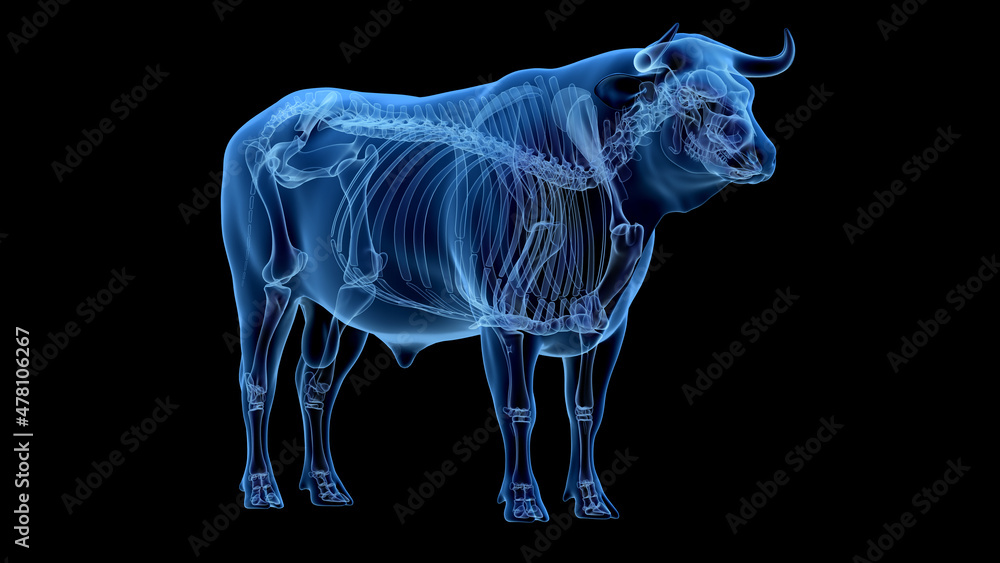 3d rendered illustration of the bovine anatomy - the skeleton 3d rendered illustration of the bovine anatomy - the skeleton