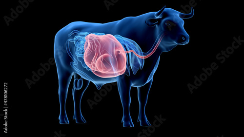 3d rendered illustration of the bovine anatomy - the stomach