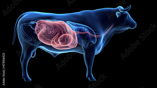 3d rendered illustration of the bovine anatomy - the stomach photo