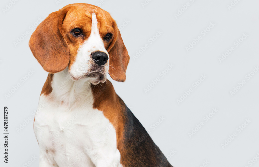 face dog looking sideways breed beagle  gray background