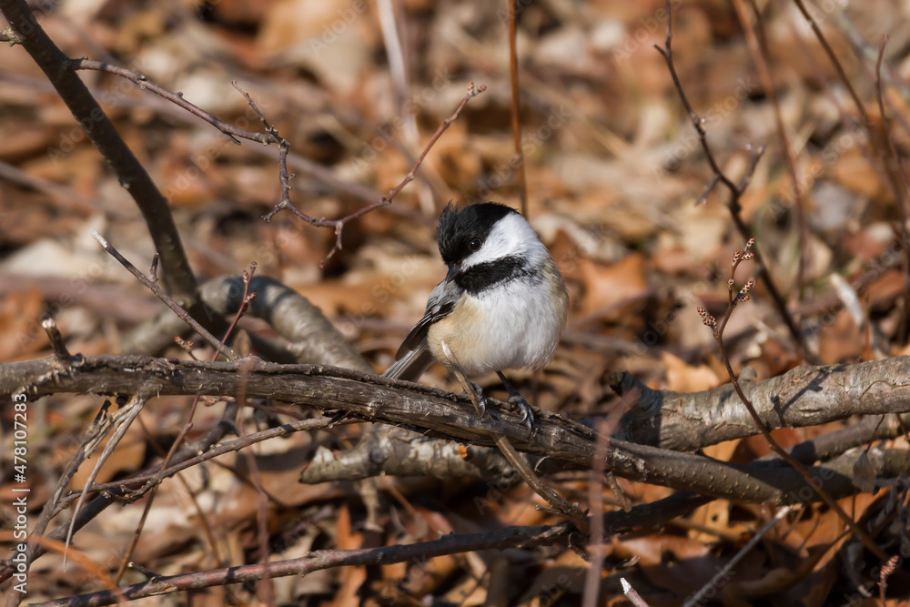Obraz premium A chickadee perched close to the ground above a leaf-covered forest. 