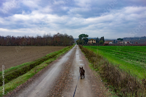 strada di campagna dopo la pioggia con cane al guinzaglio
