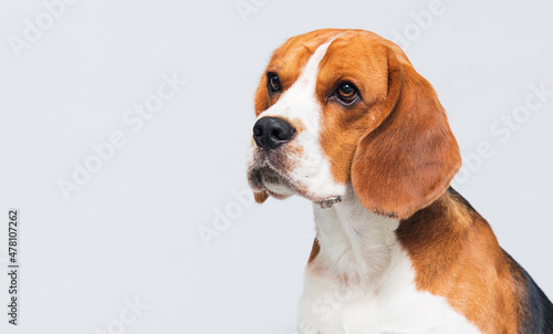 dog looking sideways beagle breed in the studio