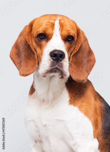 face dog looking beagle breed in the studio