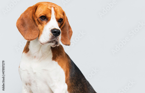 face dog looking sideways breed beagle  gray background