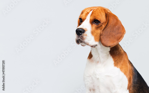 dog looking sideways breed beagle on a gray background © Happy monkey