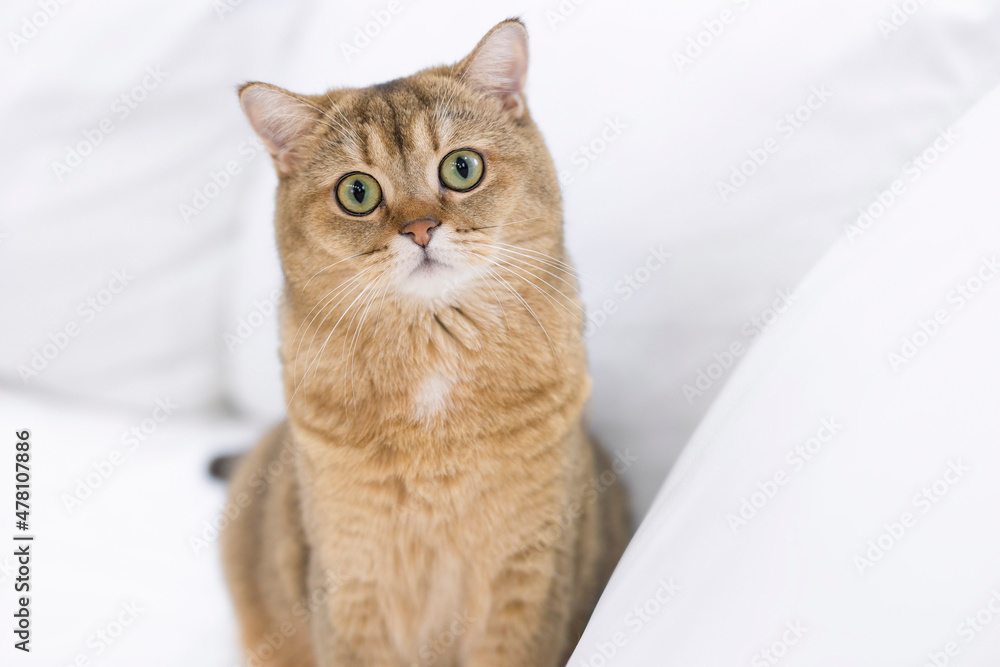 A beautiful cat of the Scottish Straight breed looks at the camera with interest. A beautiful cat of the Scottish Straight breed looks at the camera with interest.