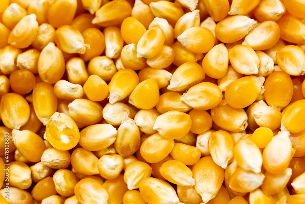 Background photo of dry corn kernels. Dry golden yellow corn kernels. Background photo of dry corn kernels. Dry golden yellow corn kernels.