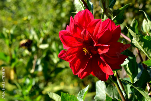 Lush green vegetation and a red peony flower.