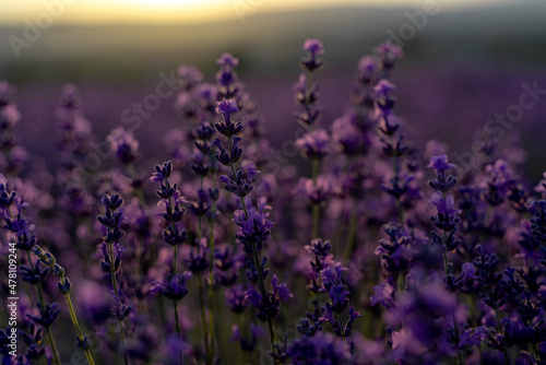 Lavender flower close-up in a lavender field against a sunset background.