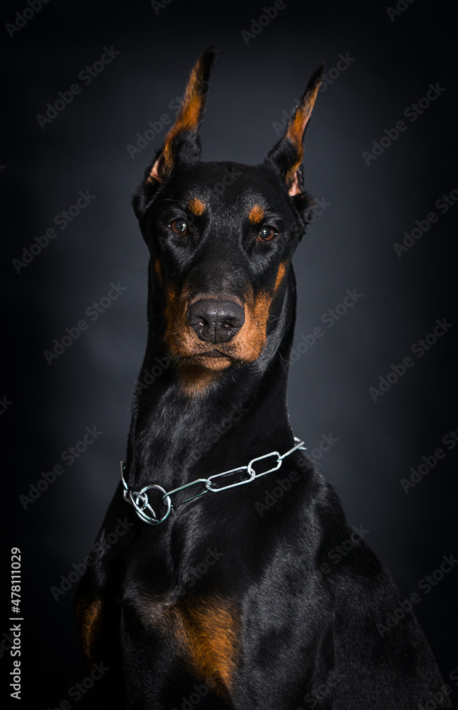 Doberman dog on a black background