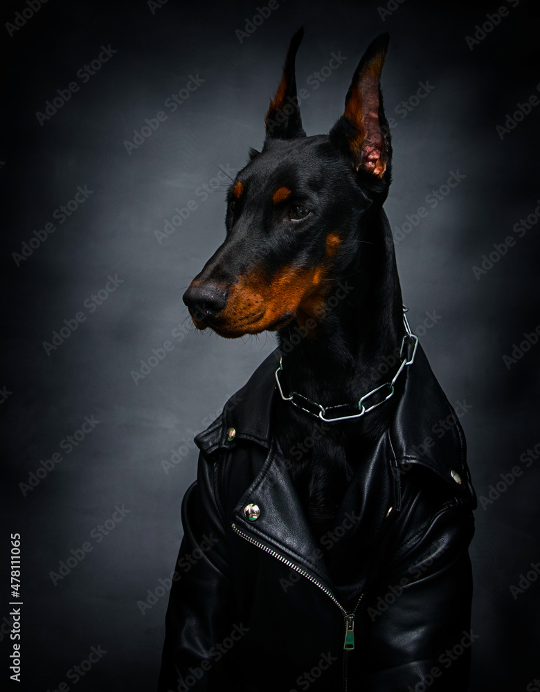 cool doberman dog on a black background
