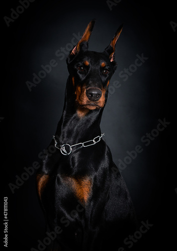 face dog Doberman breed on a black background