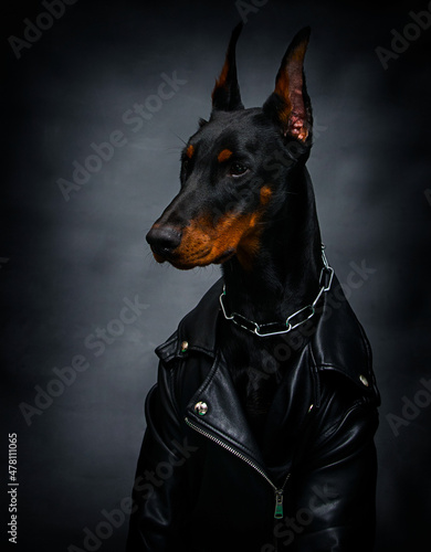 cool doberman dog on a black background © Happy monkey