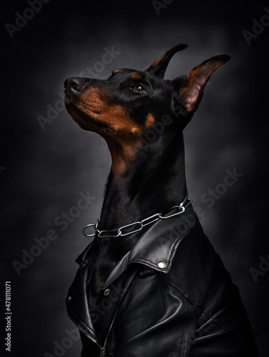 cool dog on a black background doberman breed