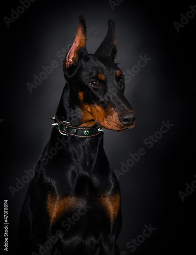 portrait of a doberman dog on a black background