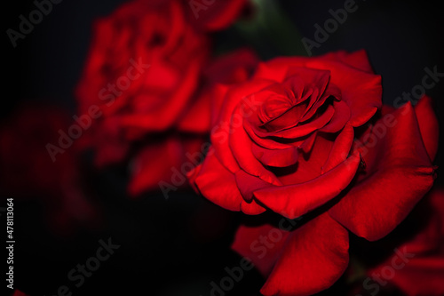Fototapeta Naklejka Na Ścianę i Meble -  Blooming red roses isolated on a dark background close-up. big beautiful garden flowers red roses. flowers for the holiday, bokeh, macro, floral background. bouquet of red roses