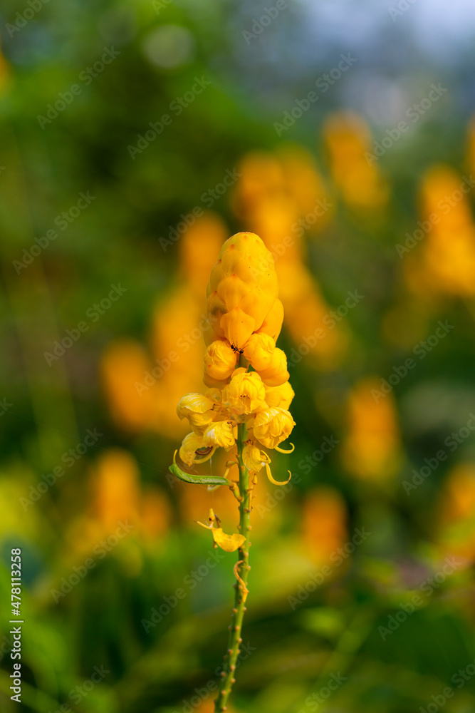 Yellow Candle Bush Flower in Tamilnadu Yellow Candle Bush Flower in Tamilnadu