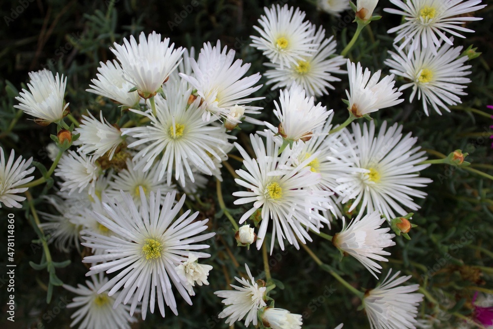 evocative close-up image of white flowers evocative close-up image of white flowers