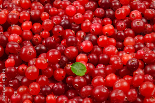 Ripe fresh cranberries scattered on the table, natural background