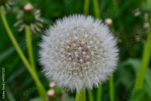 Dandelion white flowers in green grass