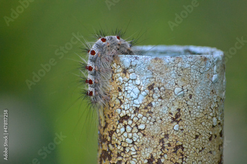 Caterpillar on a rusty pipe