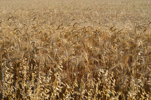 Wheat field