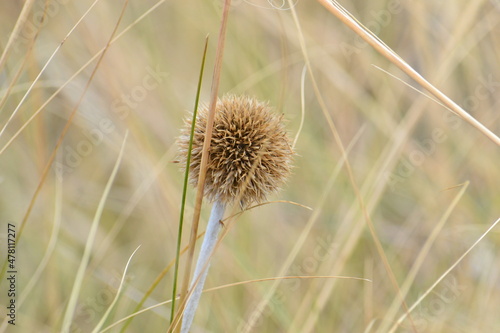 Blue southern globe thistle, Echinops flower close-up on a background of yellow dry grass