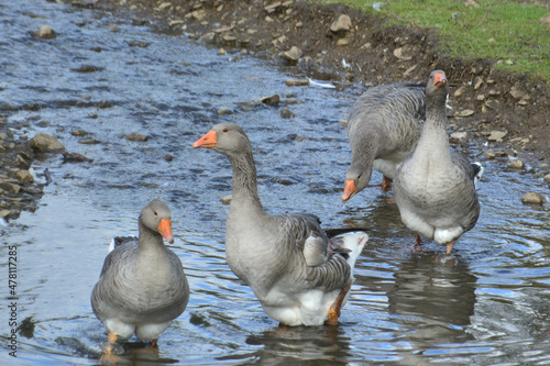 Three gray geese in the water on a sunny day