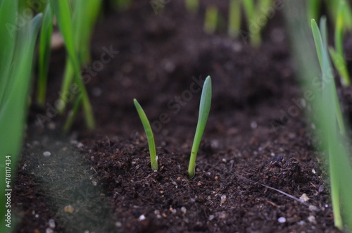 Green sprout from the ground