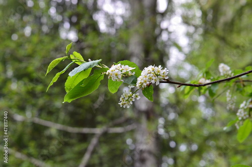 Beautiful white flowers in spring garden