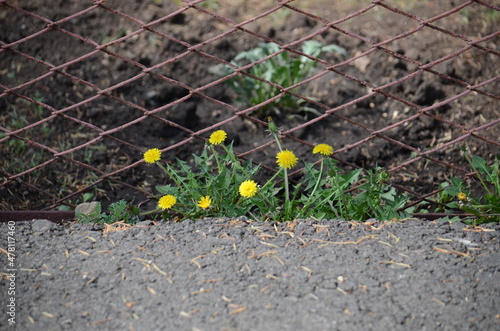 Beautiful yellow dandelions grow near the iron fence