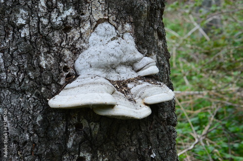 Mushrooms on tree