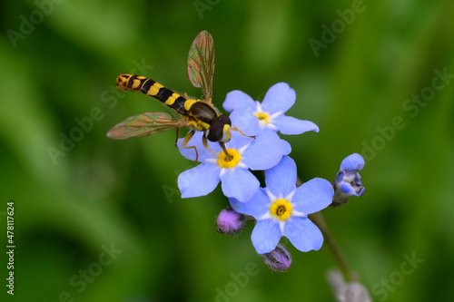Insect on myosotis flowers, close-up