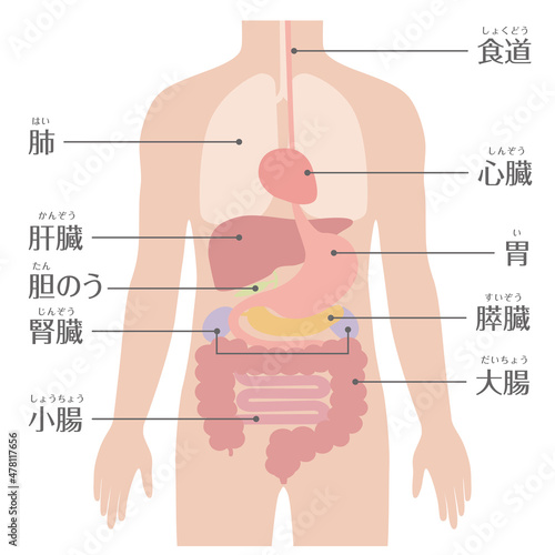 人間の身体（臓器・内臓）文字あり