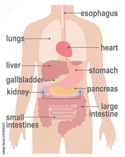 人間の身体（臓器・内臓）英語	
 photo