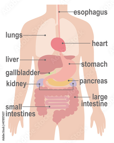 人間の身体（臓器・内臓）英語	
