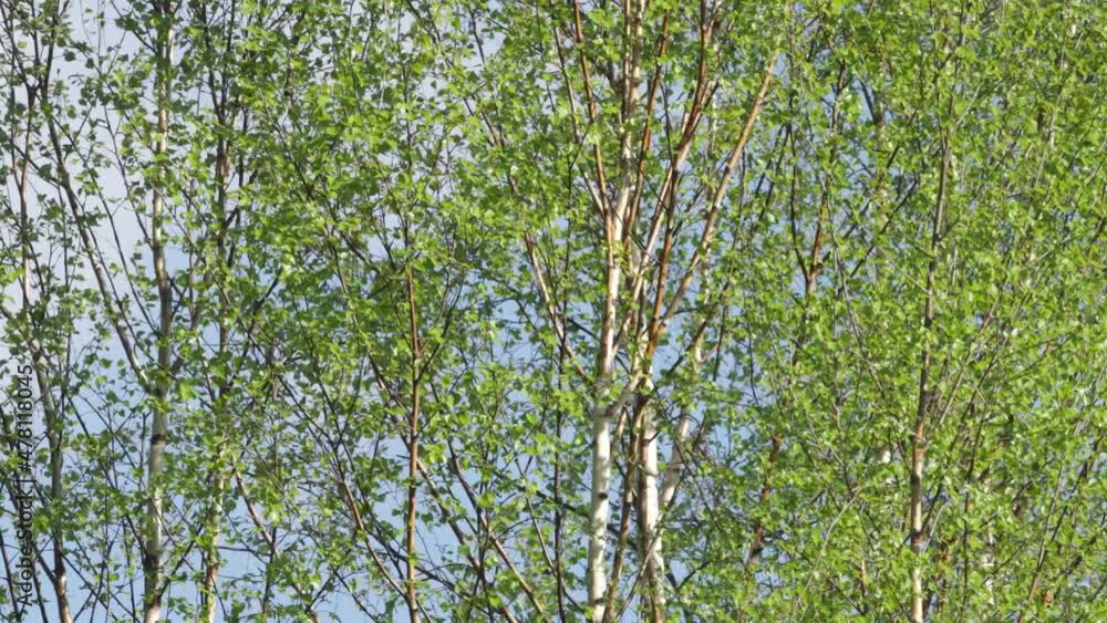 Fresh leaves of Birch trees, Betula pendula on a windy spring evening in Estonia, Northern Europe. 