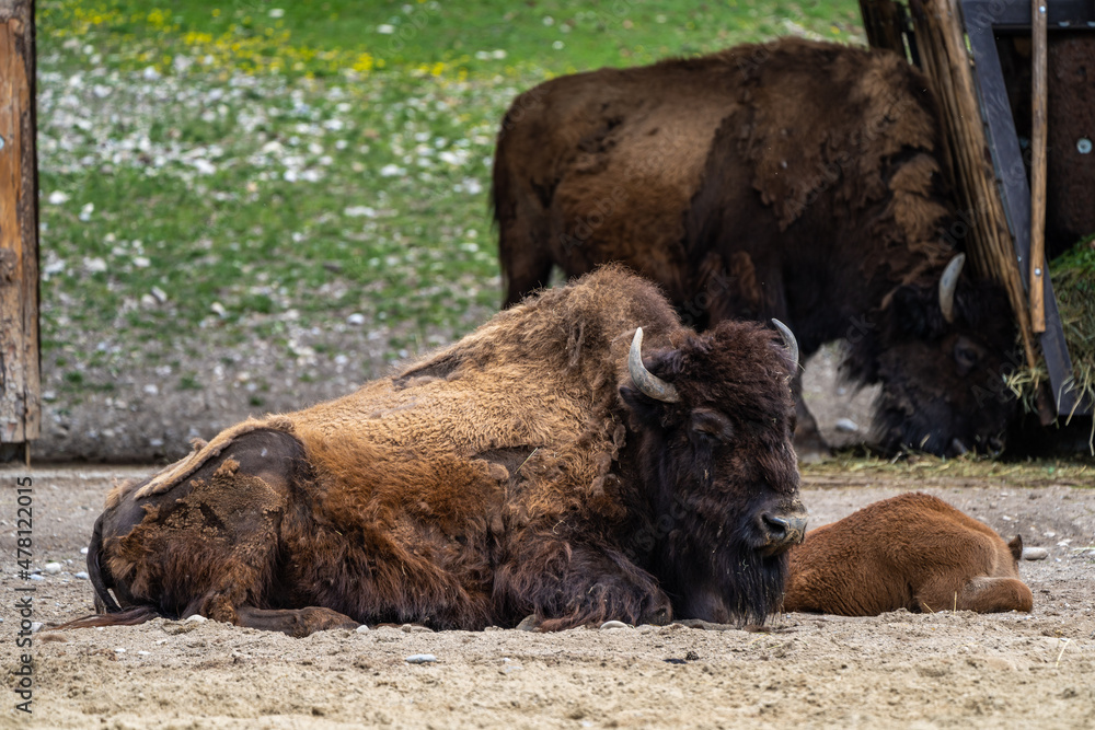 American buffalo known as bison, Bos bison in the zoo American buffalo known as bison, Bos bison in the zoo
