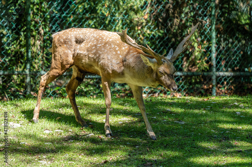 The fallow deer  Dama mesopotamica is a ruminant mammal