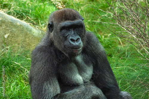 Gorillas are ground-dwelling, predominantly herbivorous apes, Sub-Saharan Africa © rudiernst