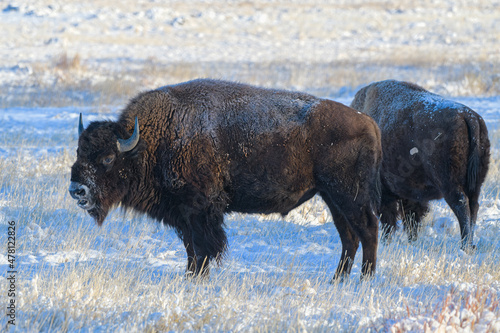 Bison in a snow covered field in Colorado.
