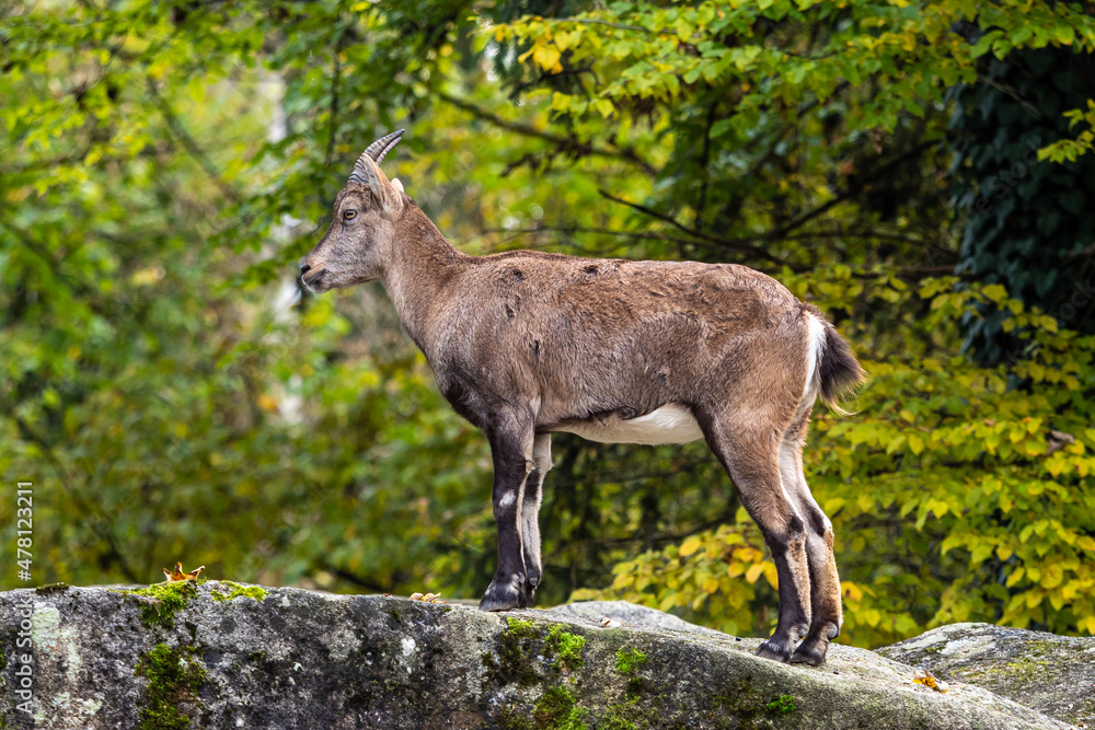 Male mountain ibex or capra ibex on a rock Male mountain ibex or capra ibex on a rock