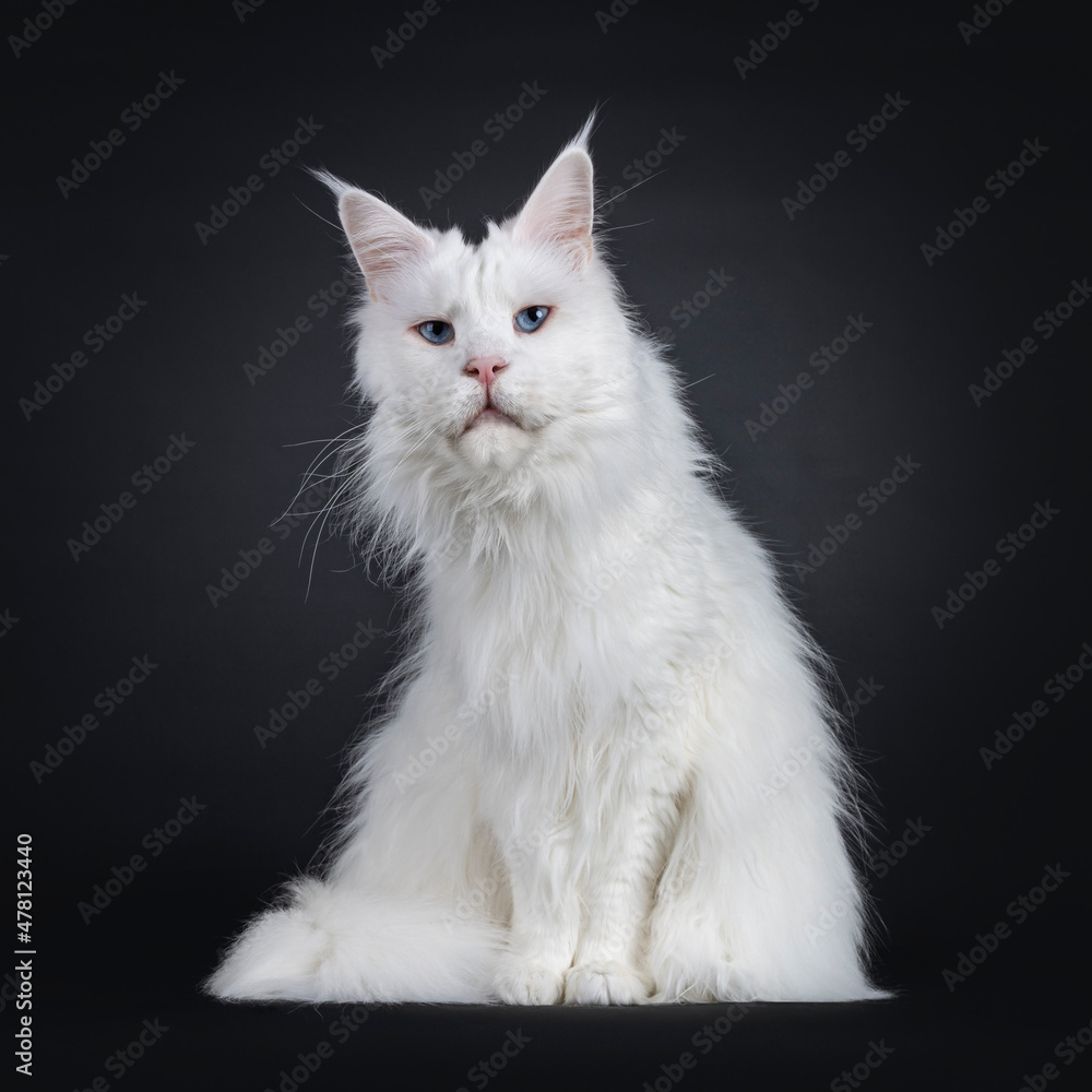 Adult solid white Maine Coon cat, sitting up facing front. Looking curious towards camera with blue eyes. Isolated on white background.