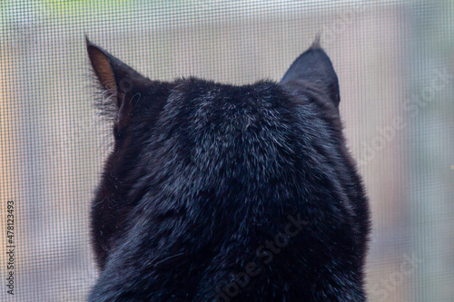 Back of black cat in the window,looking for something moving outside. Italian kitten ,Animal lovers. Ecosystem. Zoological 